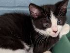 Adopt Jackson (foster to adopt) a Domestic Short Hair