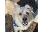 Adopt French Fry a Terrier, Sheep Dog
