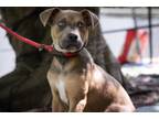 Adopt Leo a Pit Bull Terrier