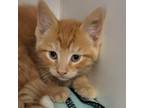 Adopt Ernest Rutherford a Domestic Short Hair