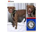 Adopt CYRUS a Pit Bull Terrier
