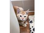 Adopt Prince William a Domestic Short Hair