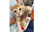 Adopt Prince Andrew a Domestic Short Hair