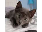 Adopt Tommy a Domestic Short Hair