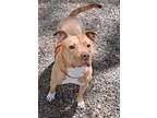 Adopt Raylan a Pit Bull Terrier, Mixed Breed
