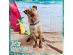 Adopt Mr. Pickles a Mixed Breed