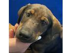 Adopt Hubble a Hound, Mixed Breed