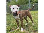 Adopt 2303-0606 Torque a Pit Bull Terrier