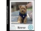 Adopt Reese 060323 a Yorkshire Terrier