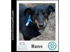 Adopt Russ 060323 a Dachshund