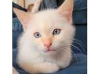 Adopt TERRY - (PRE-ADOPTION) Handsome, Loving, Cuddly, Soft, Sweet, 11-Week-Old