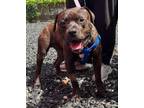 Adopt Big Bubba a Pit Bull Terrier, American Staffordshire Terrier