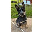 Adopt Maxx a Australian Cattle Dog / Blue Heeler