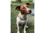 Adopt Rascal a Jack Russell Terrier, Terrier