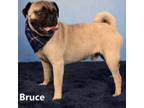 Adopt Bruce a Pug