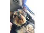 Adopt Ace a Yorkshire Terrier