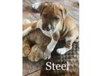 Adopt Steel a Beagle, Boxer