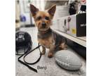 Adopt Benji Boo a Yorkshire Terrier, Mixed Breed