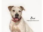 Adopt Zeus a Staffordshire Bull Terrier, Labrador Retriever