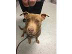 Adopt CAPONE a Pit Bull Terrier