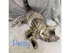 Adopt Percy a Domestic Short Hair