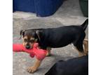 Adopt Orwen a Beagle, Hound
