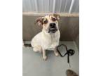 Adopt Dudley a Mixed Breed