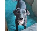 Adopt COOPER a Patterdale Terrier / Fell Terrier, Jack Russell Terrier