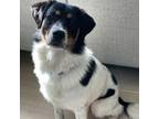 Adopt Wallace a Border Collie, Mixed Breed