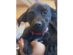 Adopt Chewy A Dachshund, Mixed Breed