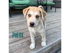 Adopt Phlox a Husky