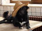 Adopt Randy a Black Labrador Retriever, Border Collie