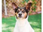 Adopt Pangle a Jack Russell Terrier, Mixed Breed