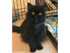 Adopt Much - male a Persian
