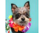 Adopt Toto A Terrier, Mixed Breed