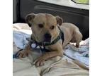 Adopt Dewey a Pit Bull Terrier, American Staffordshire Terrier