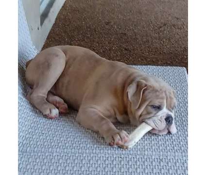 Olde English Bulldogges is a Male Olde English Bulldogge Puppy For Sale in Tampa FL