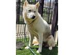 Adopt Everest 586-23 a White Husky / Mixed dog in Cumming, GA (38213224)