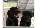 Adopt Jesi and Jina a Black - with White Border Collie / Labrador Retriever /