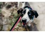 Adopt Krystal a White - with Black Collie / Mixed Breed (Medium) / Mixed dog in