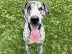 Adopt GRIFFEN a Gray/Blue/Silver/Salt & Pepper Great Dane / Mixed dog in Tustin