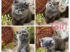 Ladys Exotic Shorthair Tortie Girl Lacy