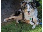 Adopt Willow a Merle Australian Shepherd / Mixed dog in Milford, CT (38212265)