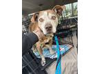 Adopt Coco a Brown/Chocolate - with White Pit Bull Terrier / Beagle dog in Las