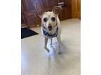 Adopt Pearl a White Mixed Breed (Small) / Mixed dog in Ashtabula, OH (38211275)