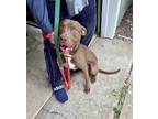 Adopt Sheldon a Brown/Chocolate Pit Bull Terrier dog in GREENLAWN, NY (38210822)