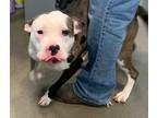 Adopt Katie Elder 54678 a Brindle - with White American Pit Bull Terrier / Mixed