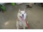 Adopt Tracy Christie Brinkley 54591 a Brown/Chocolate - with White Husky / Mixed