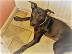 Adopt Joanne 6 Months 35 pounds Sweetie Pie a Black - with White Labrador