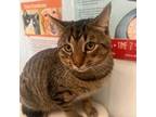 Adopt Nelson a Brown or Chocolate Domestic Shorthair / Mixed cat in Mankato